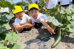 AZWP8335